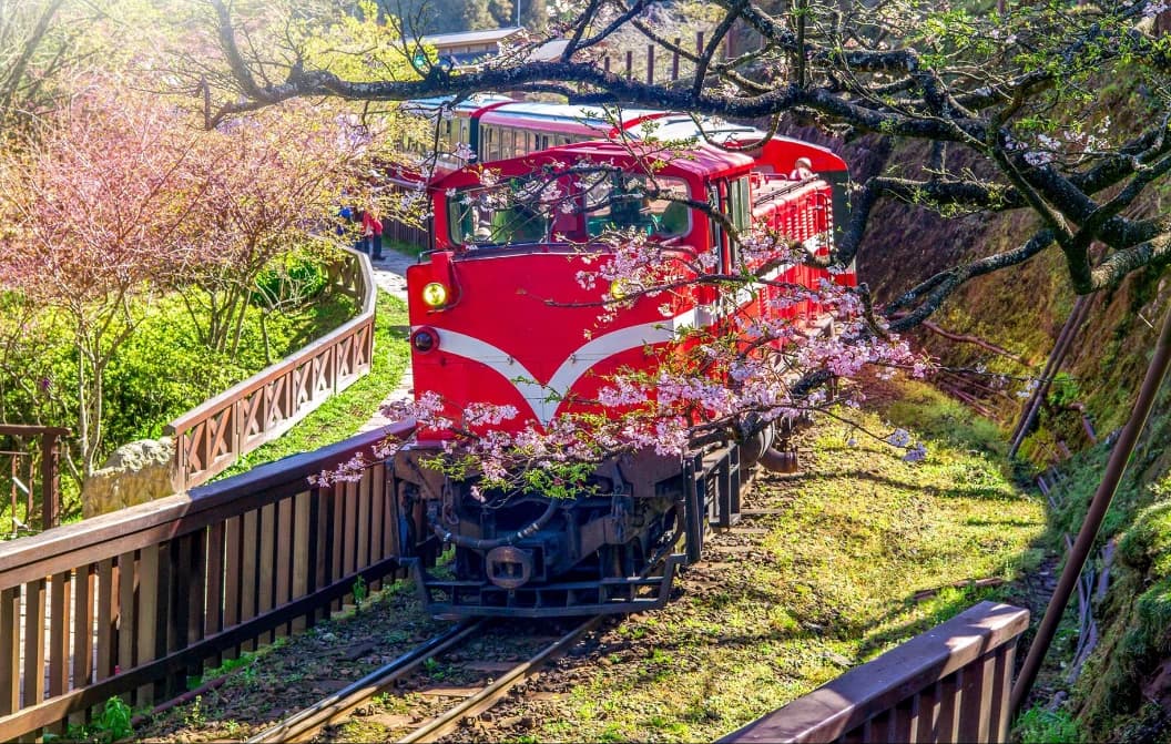 Alishan Cherry Blossom Festival